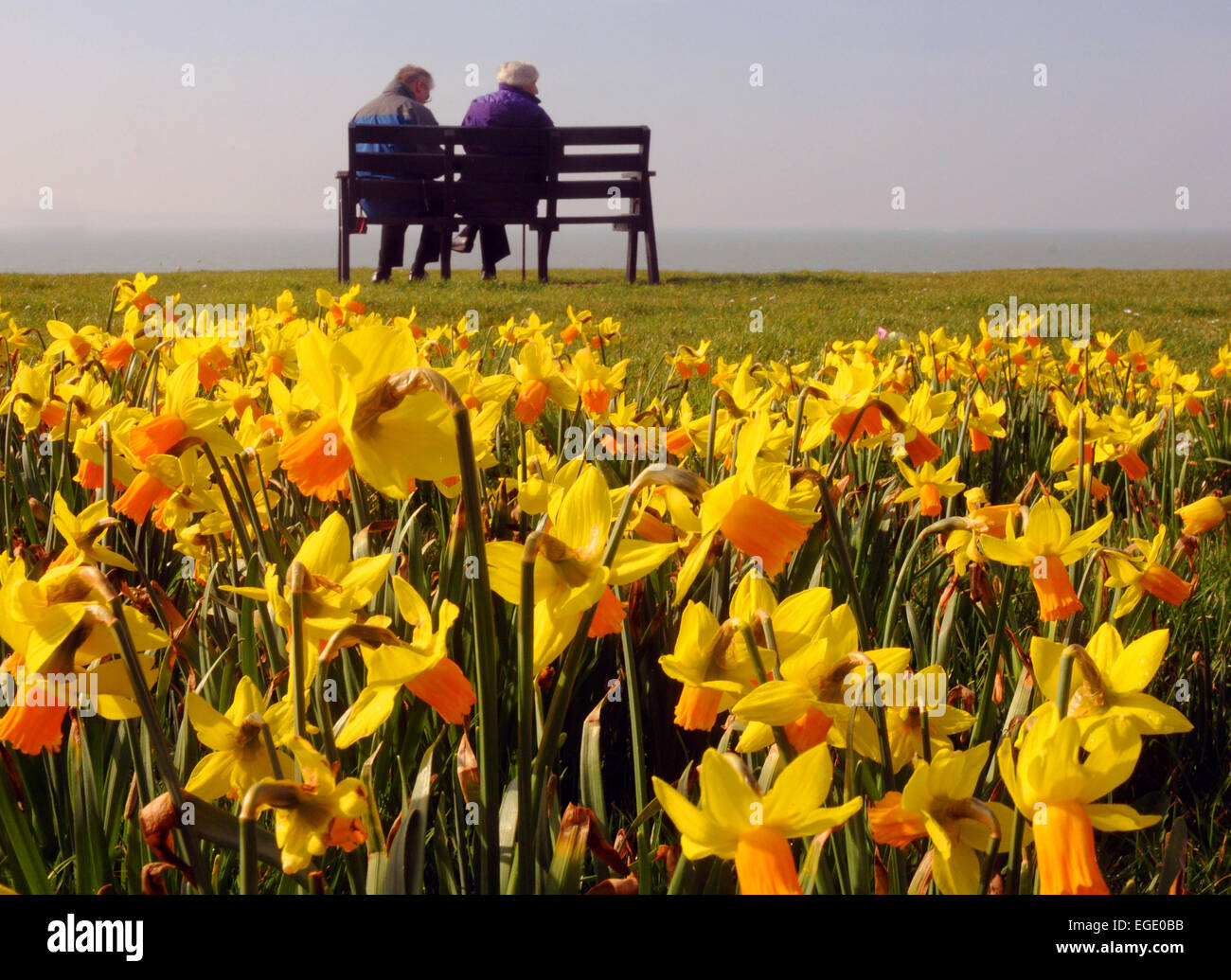 Profiter de la VUE SUR LE SOLENT PAR LES JONQUILLES SUR LE FRONT DE MER DE LEE SUR LE SOLENT, HAMPSHIRE MIKE À PIED Banque D'Images