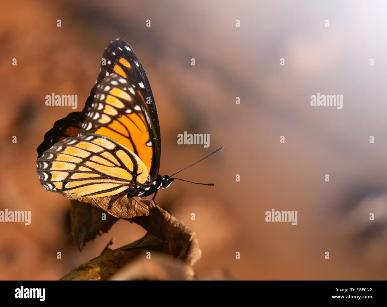 Beau papillon vice-roi perché sur une feuille sèche au soleil d'automne Banque D'Images