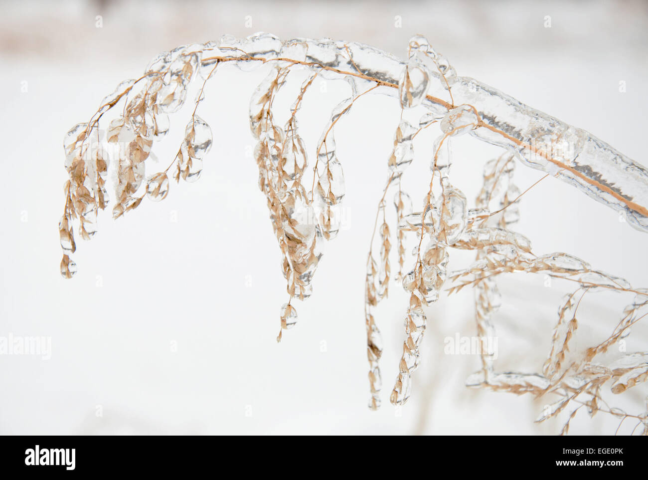 L'avoine sauvage recouverte d'une épaisse couche de glace après une tempête de glace Banque D'Images