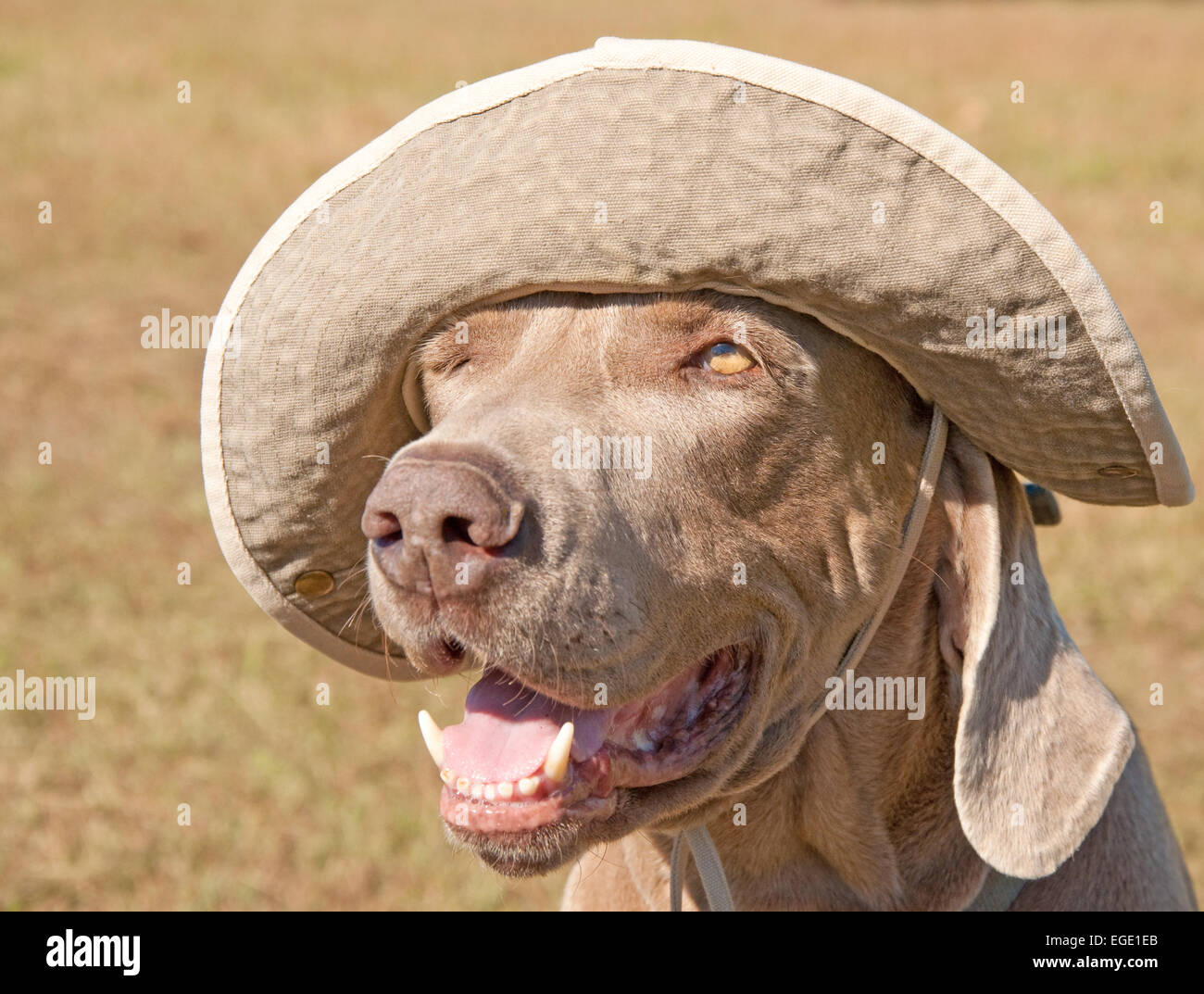 Image d'humour d'un chien d'arrêt portant un chapeau, à l'image d'un  pirate, avec un oeil fermé Photo Stock - Alamy