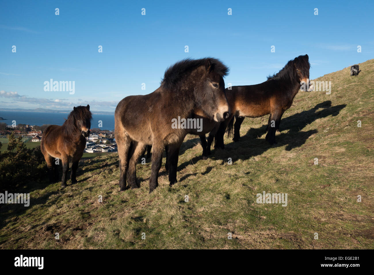 Poneys Exmoor pâturage sur Berwick Law, North Berwick Banque D'Images