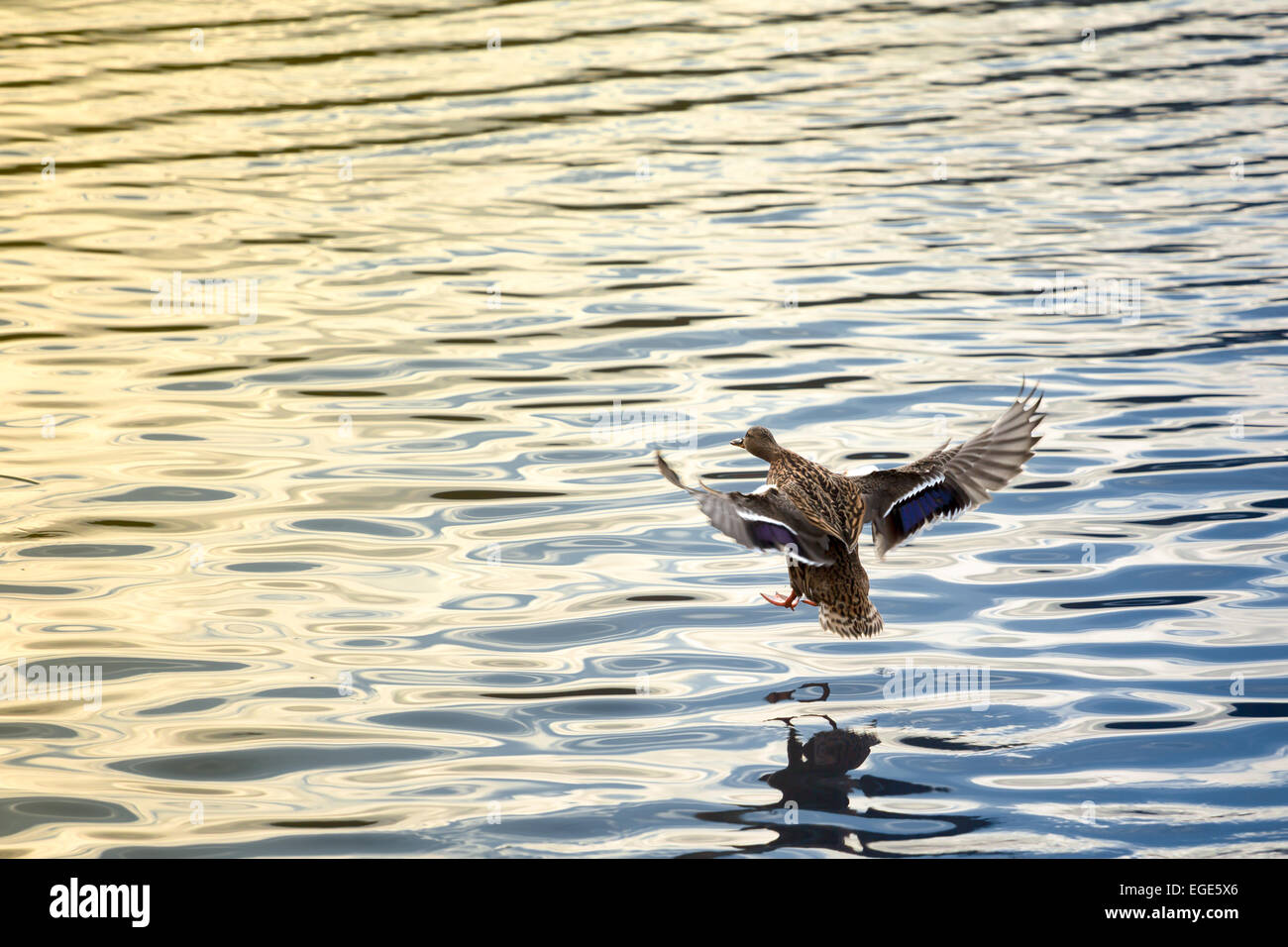 Photo d'un canard femelle entrant pour le landing Banque D'Images