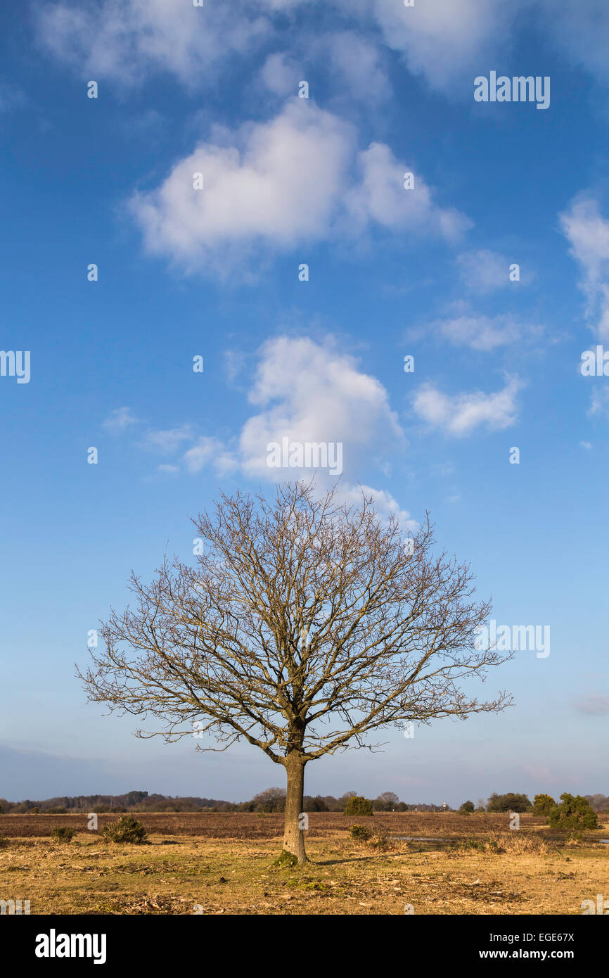 Un chêne est seul sur la lande ouverte dans le parc national New Forest. Les cumulus par dérive contre un ciel bleu. Banque D'Images