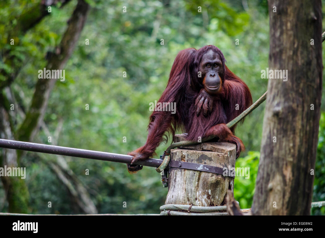 Les jeunes orang-outan dans un zoo assis sur un tronc Banque D'Images