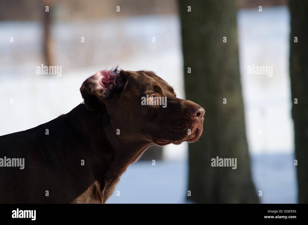 Chien marron Banque D'Images