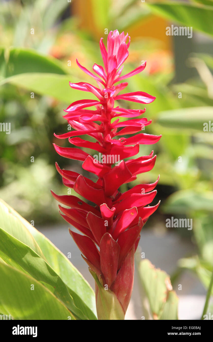Grande fleur rouge Banque de photographies et d'images à haute résolution -  Alamy