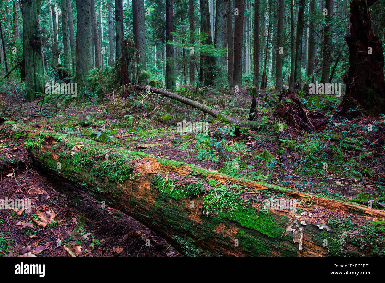 Tronc d'arbre en décomposition la décomposition sur un sol forestier Banque D'Images