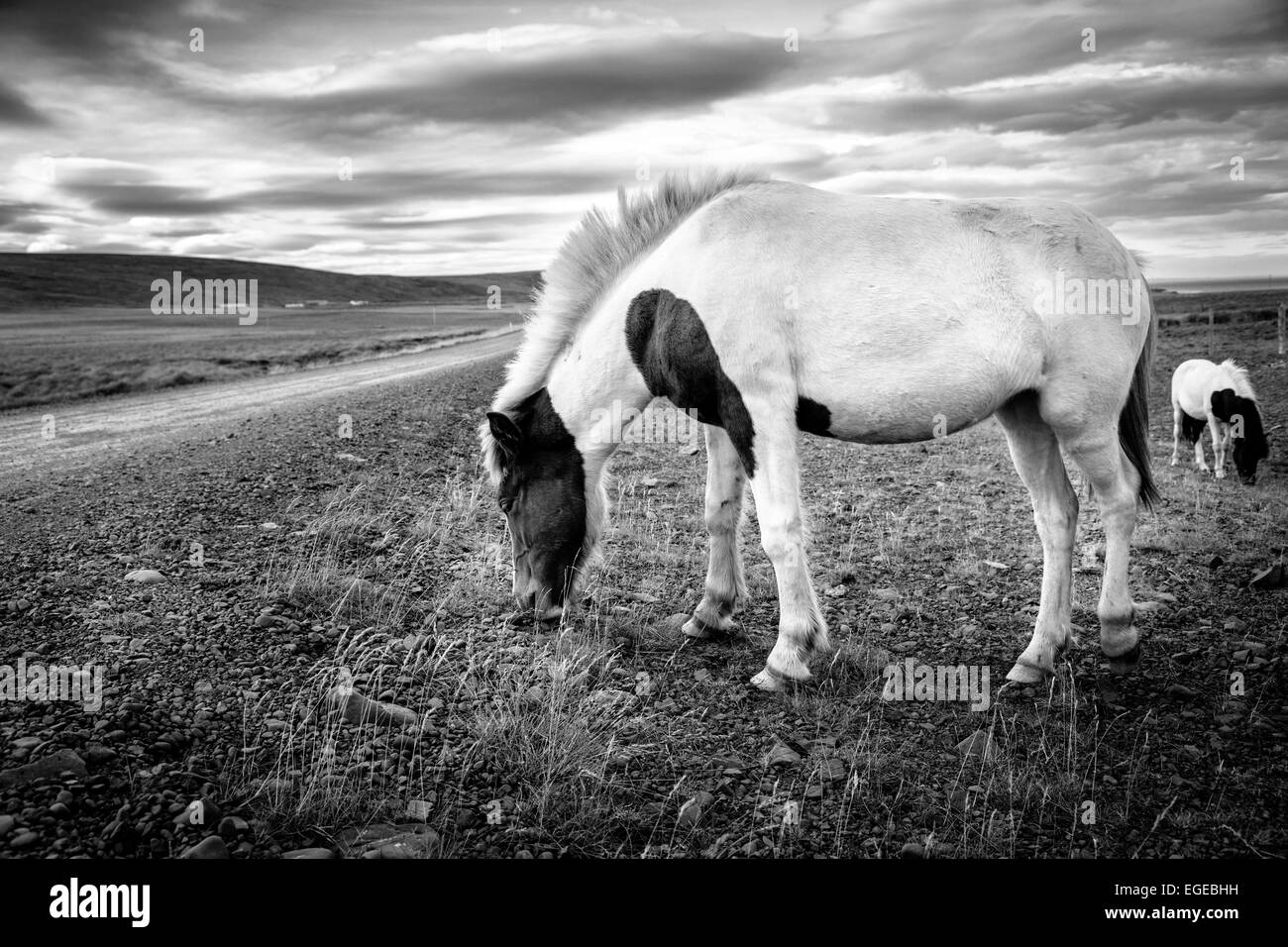 Poney islandais sur une route de gravier à distance en Islande. Traitement noir et blanc Banque D'Images