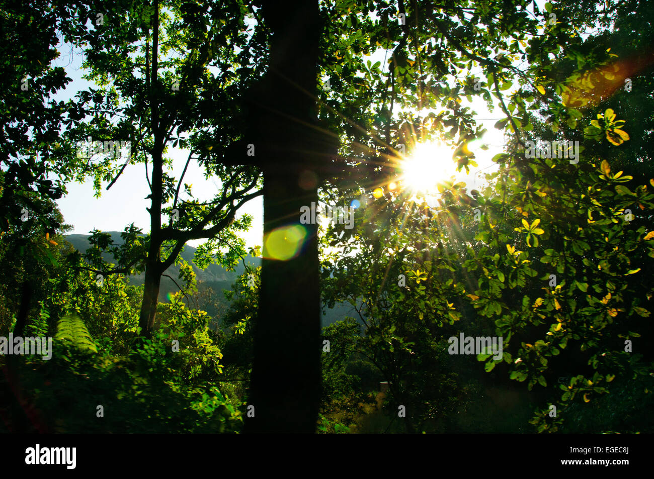 Paysage, ciel, arbres, vert, de malles, de soleil, de Dieu, de vous détendre, de tranquillité, d'été, feu de route, voyage Banque D'Images