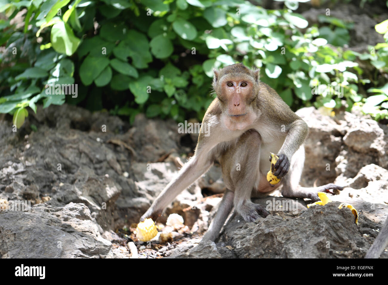 Singe dans la nature,Thaïlande animal en forêt. Banque D'Images