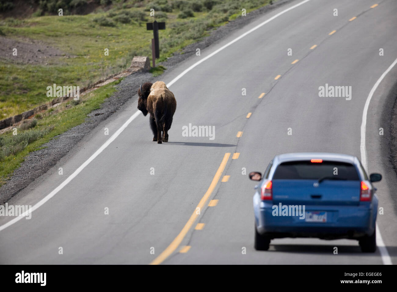 Bison (Bison bison) sur route dans le Parc National de Yellowstone, Wyoming Banque D'Images