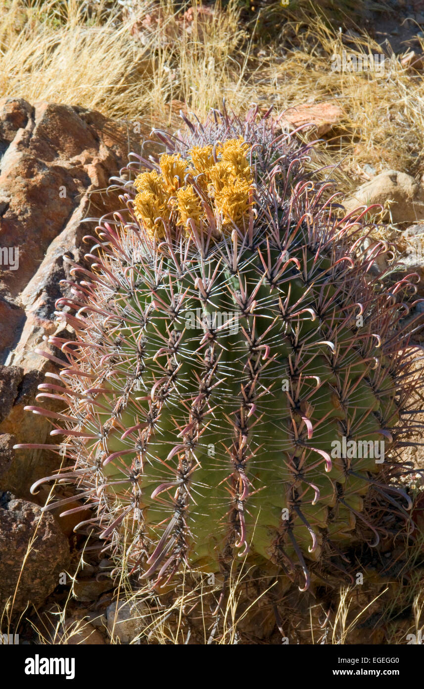 Ferocactus peninsulae, baril , cactus Ferocactus peninsulae à quille, horridus Banque D'Images