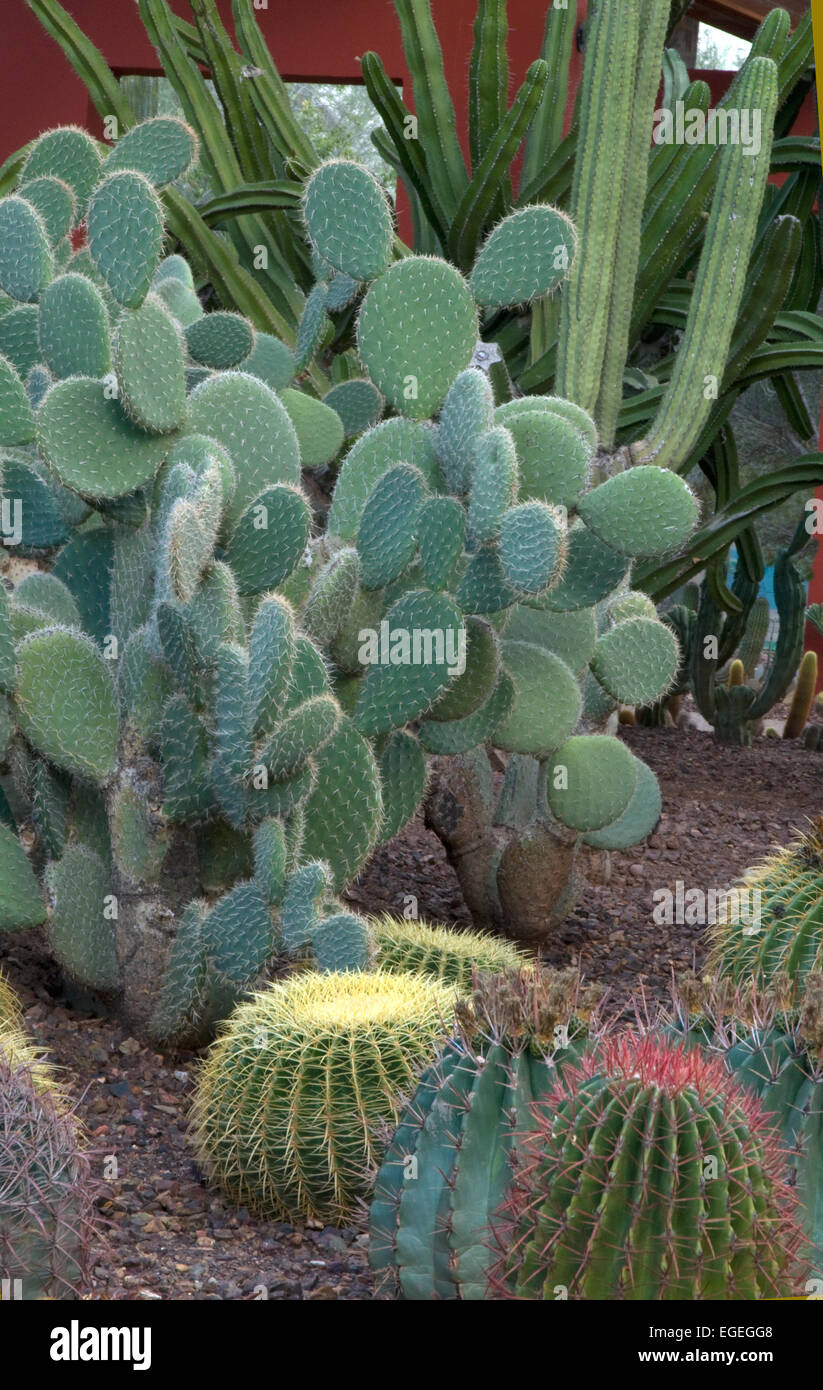 Cactus coloré afficher Banque D'Images