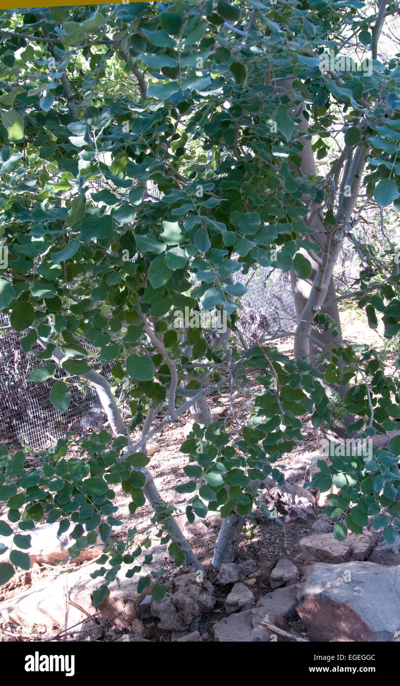 Piscidia mollis ,de poison tree, Palo Blanco Banque D'Images