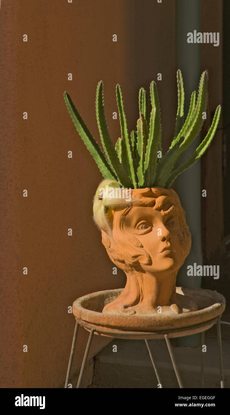 Stapelia grandiflora Star Cactus Fleur, étoiles de cactus, plantes, Carrior Banque D'Images