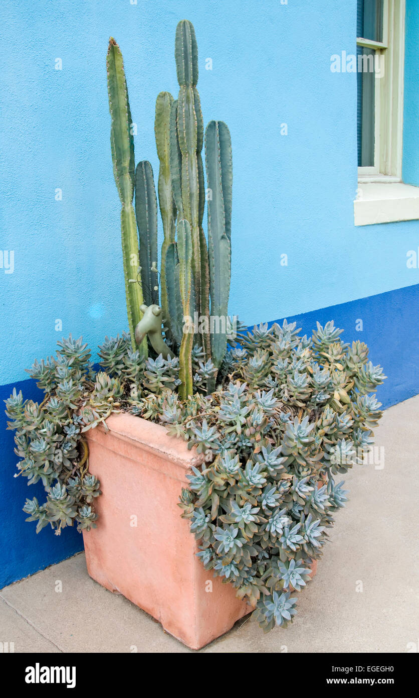Plantes grasses et cactus dans le semoir Banque D'Images