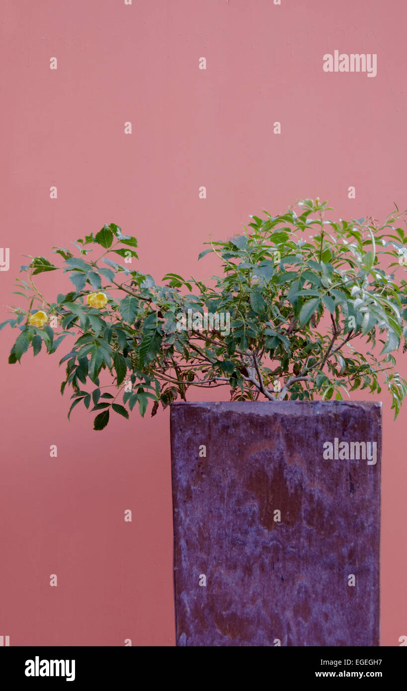 Tecoma stans en violet planteur carré Banque D'Images