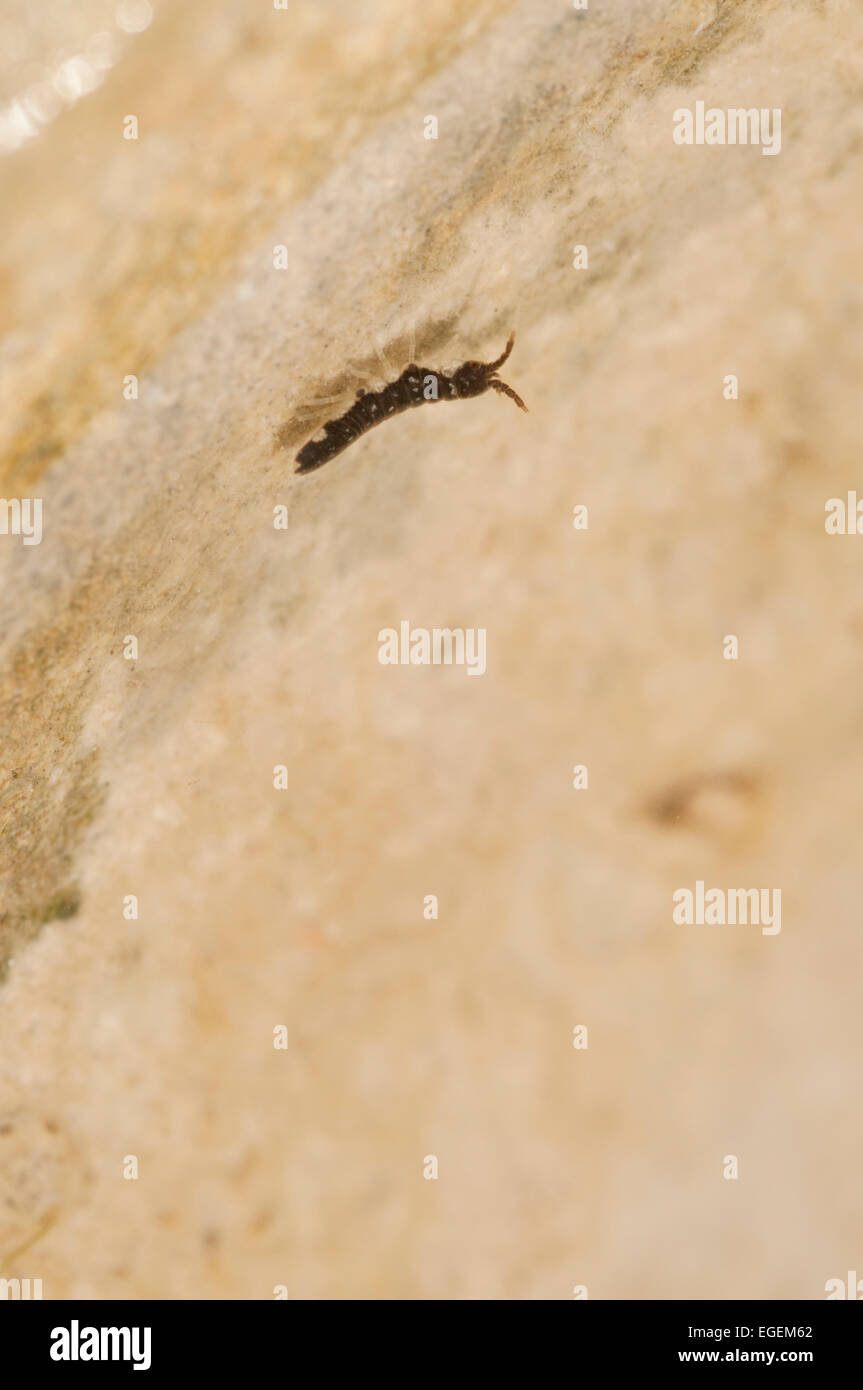 Un mineur Idotea éventuellement dans un rock balthica extérieure à Eastbourne, East Sussex Banque D'Images