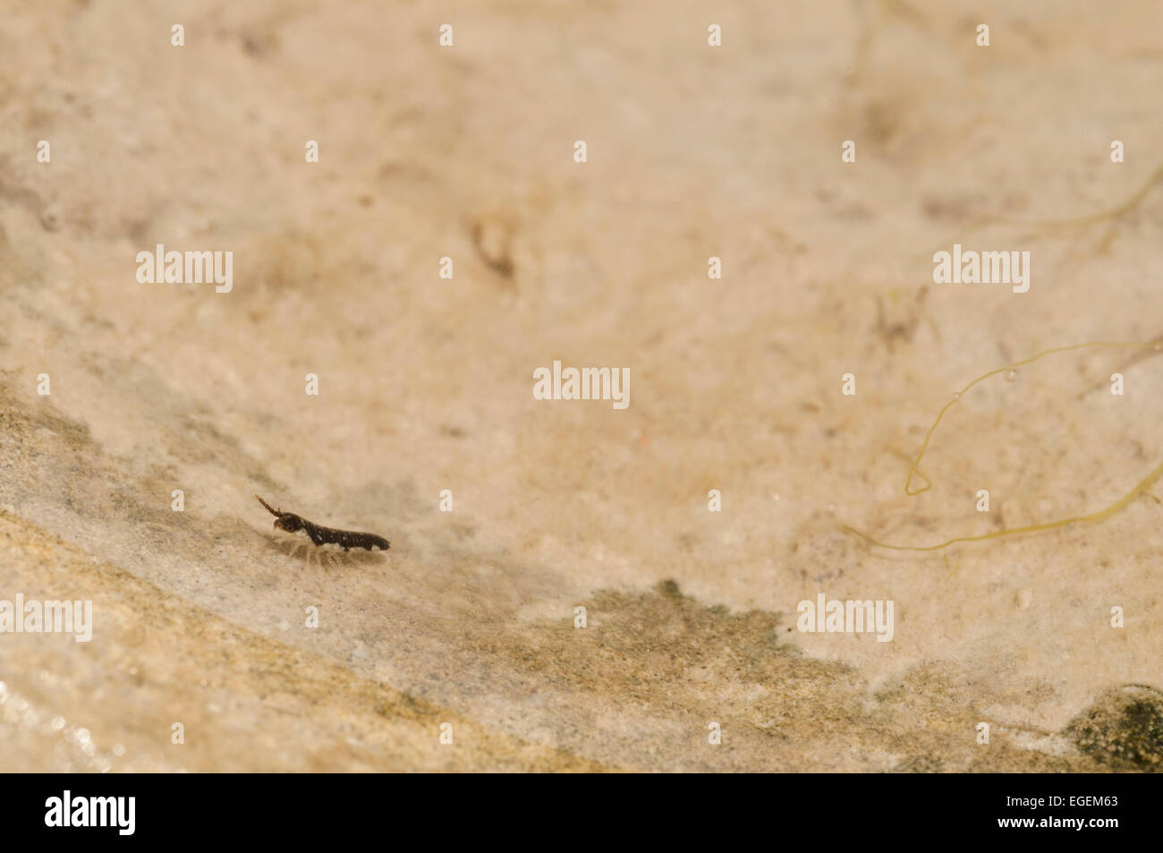 Un mineur Idotea éventuellement dans un rock balthica extérieure à Eastbourne, East Sussex Banque D'Images