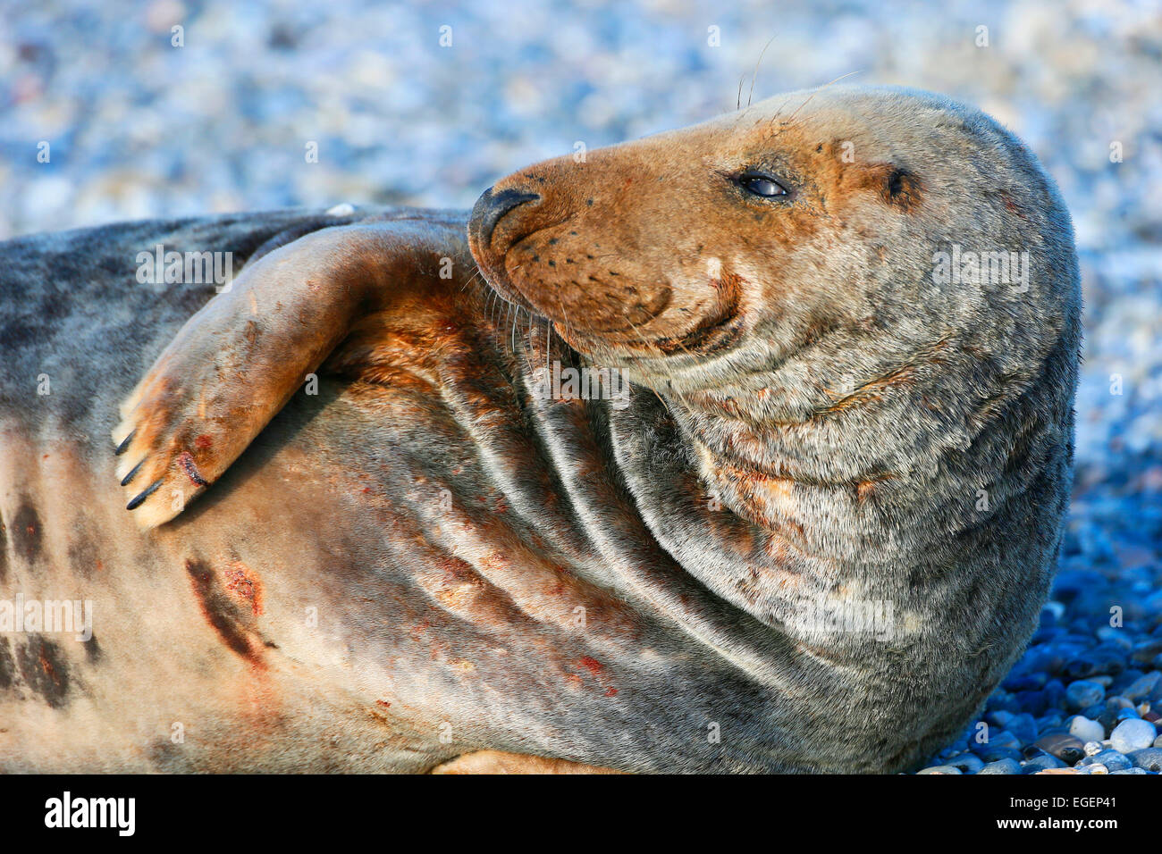 Phoque gris (Halichoerus grypus), Helgoland, Schleswig-Holstein, Allemagne Banque D'Images