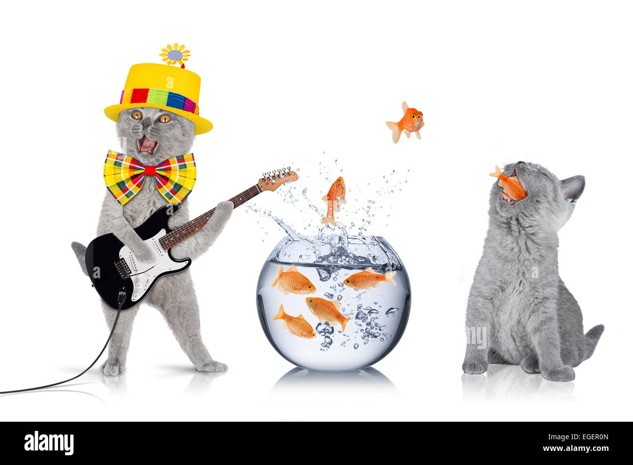Concept d'équipe avec les chats et les poissons bol Banque D'Images