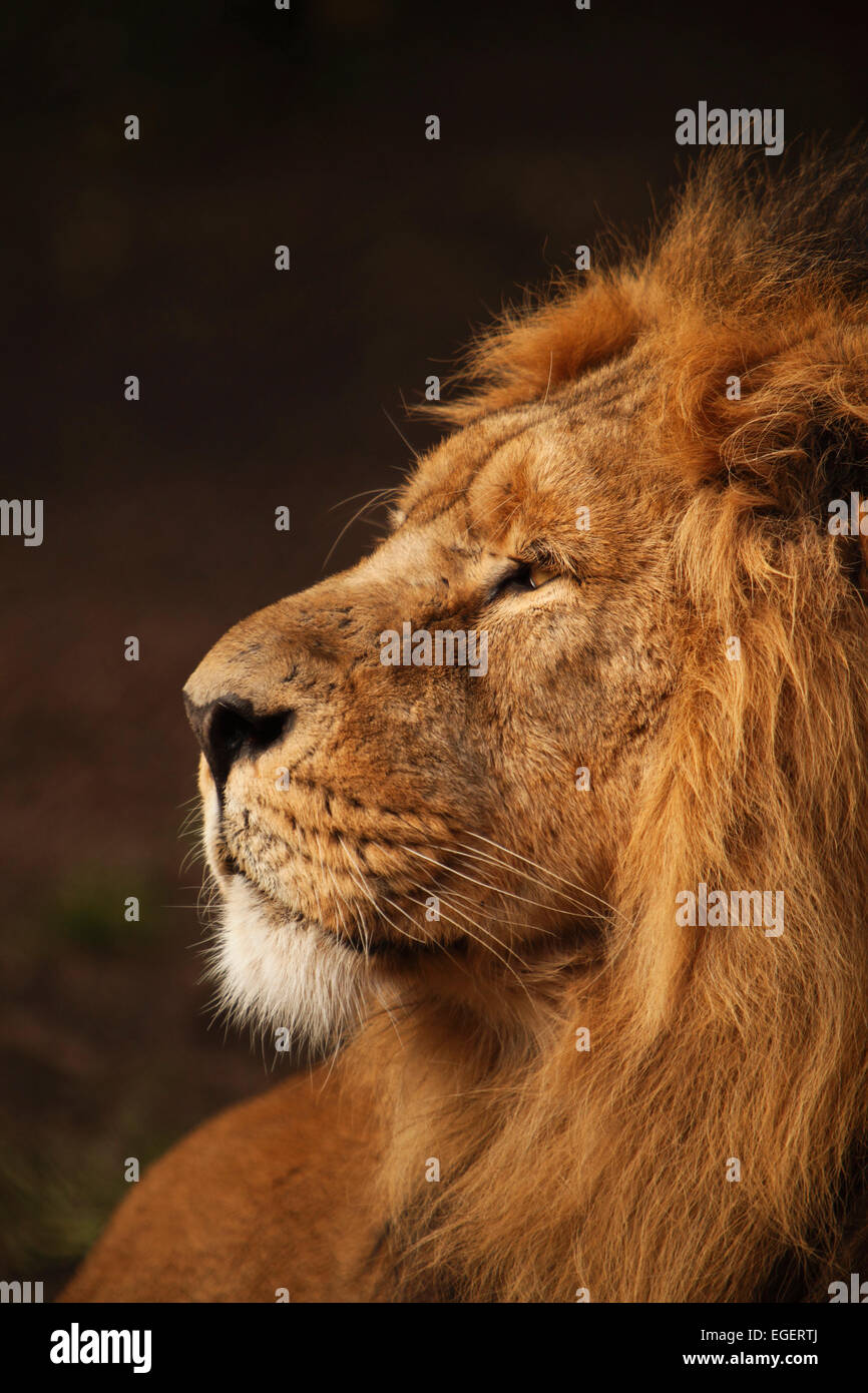 Homme Lion, roi des animaux Banque D'Images