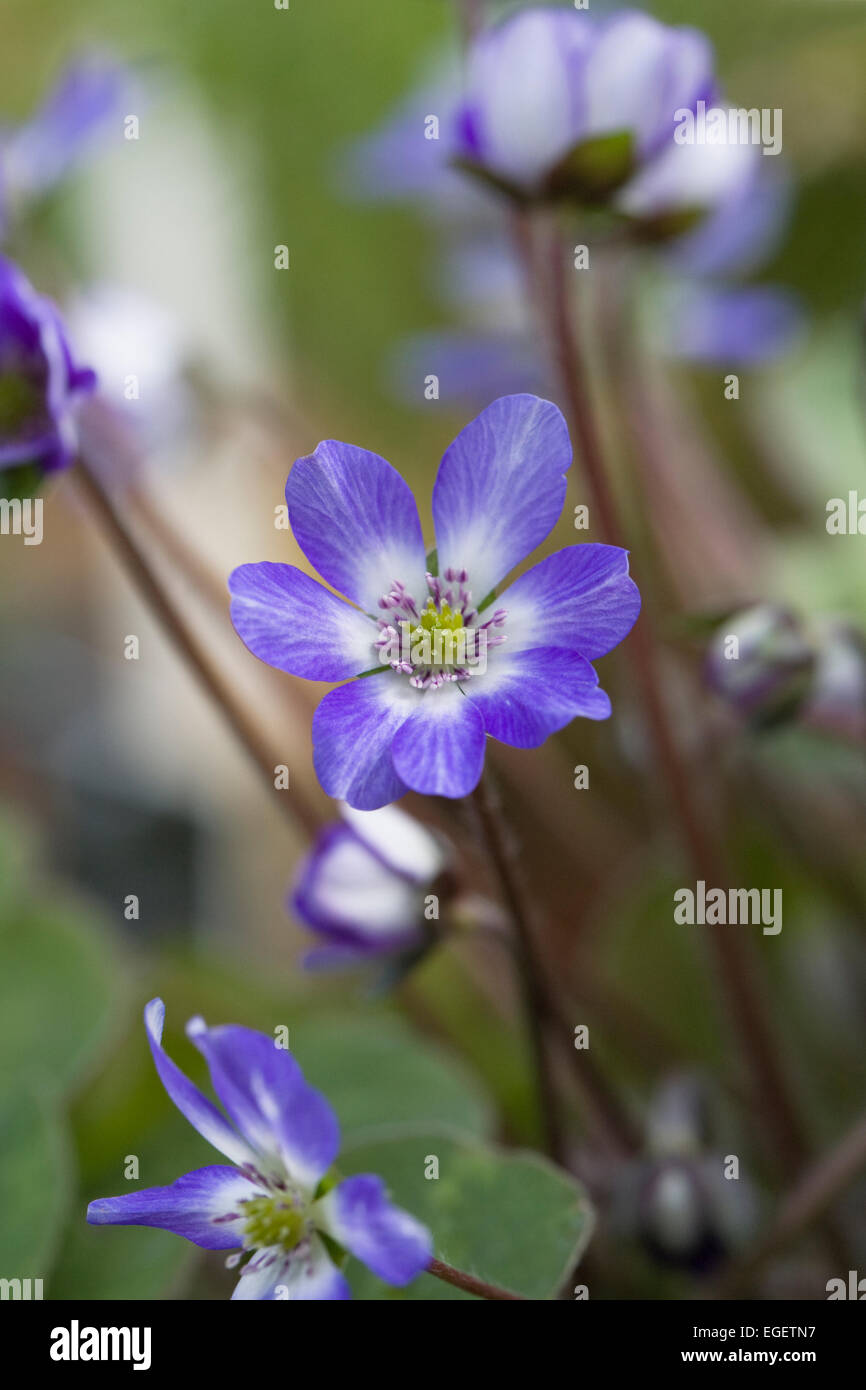 Hepatica nobilis var. japonica f. magna. L'hépatique fleurs en croissance dans un environnement protégé. Banque D'Images