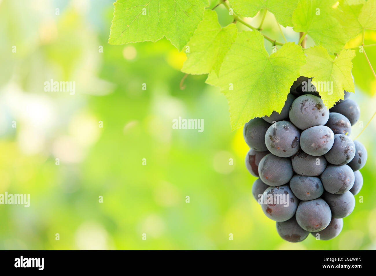 Raisins rouges Banque D'Images