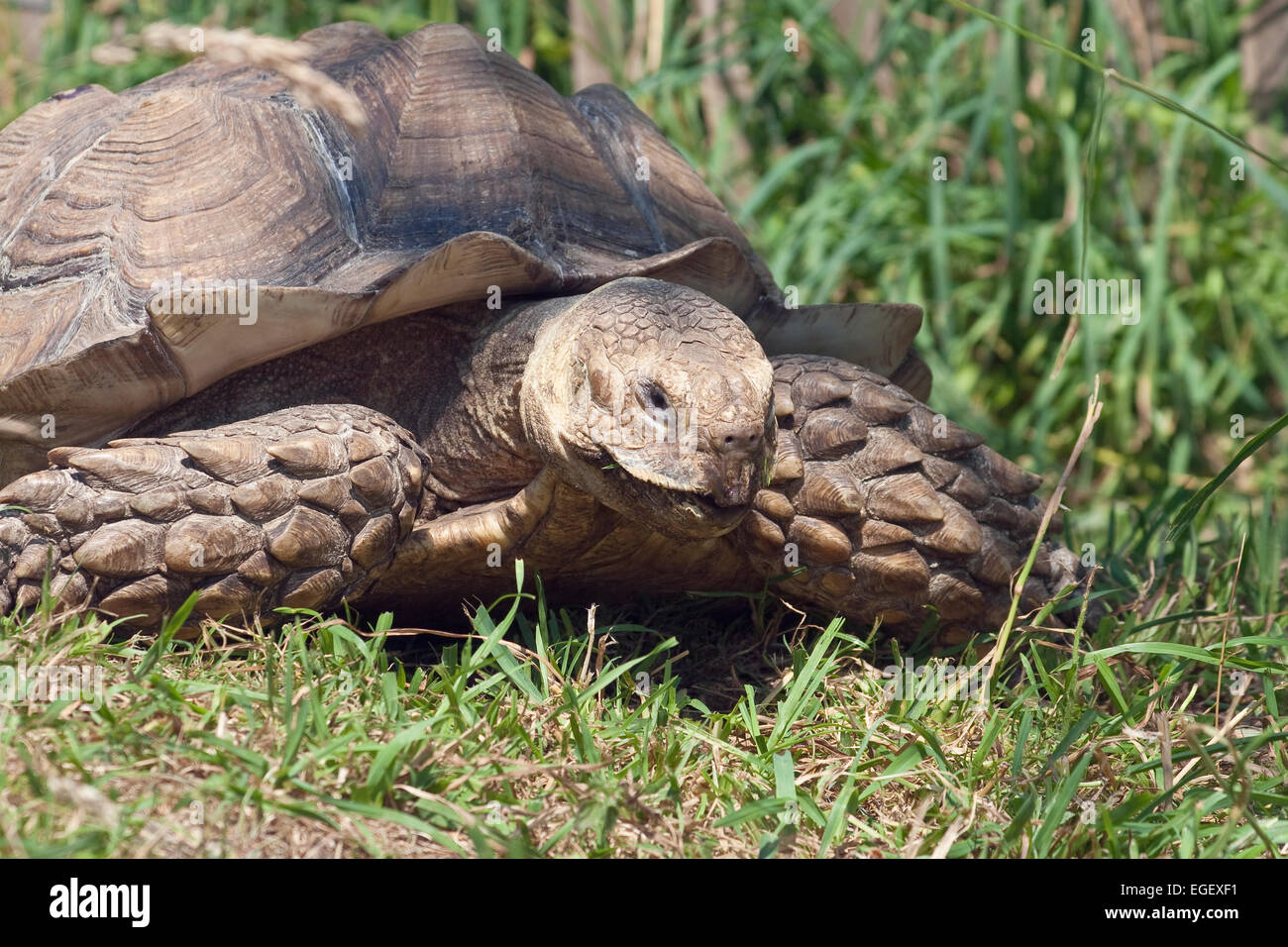 Tortue terrestre. Un reptiles terrestres de la famille des Testudinidae Banque D'Images