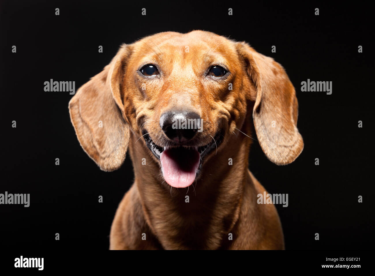 Portrait of cheerful brown dachshund dog isolé sur fond noir Banque D'Images