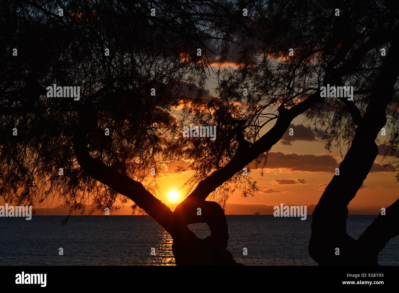 Magnifique coucher de soleil à la plage avec bel arbre Banque D'Images
