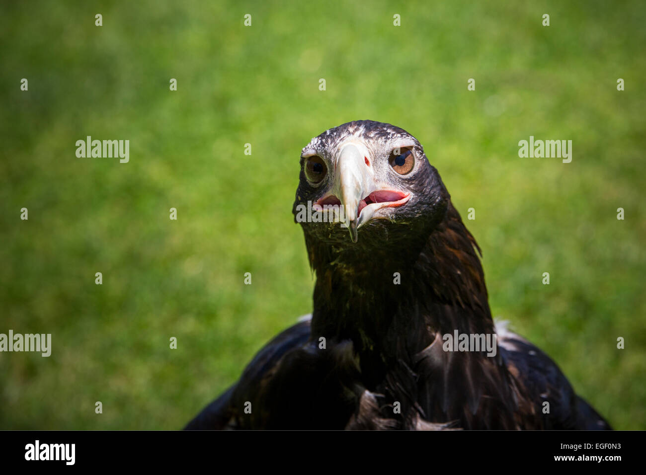 Aigle australien Banque D'Images