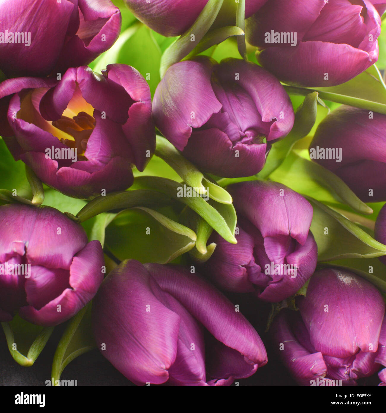 Vue de face de l'ouverture aux tons bijou bouquet printemps tulipe Banque D'Images