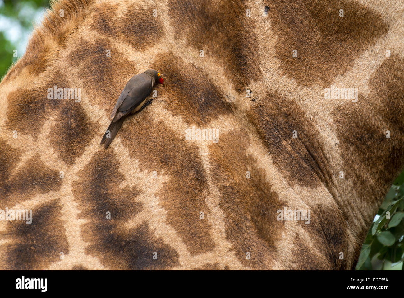 Red-billed oxpecker (Buphagus erythrorhynchus) à la recherche de parasites sur le cou d'une girafe, Kruger National Park, South Afr Banque D'Images