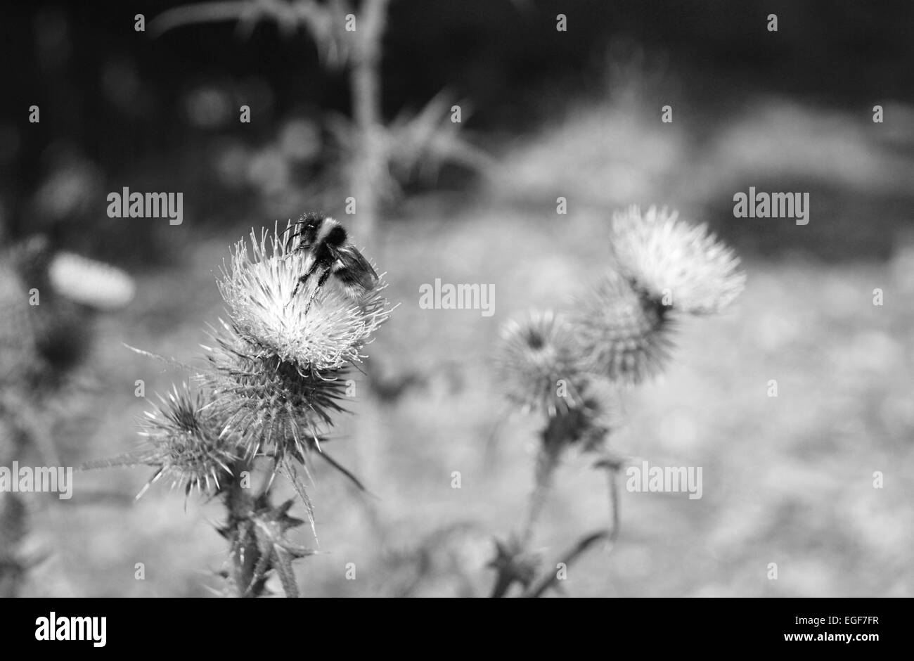Bourdon sur fleur national de l'Écosse, le thistle - traitement monochrome Banque D'Images