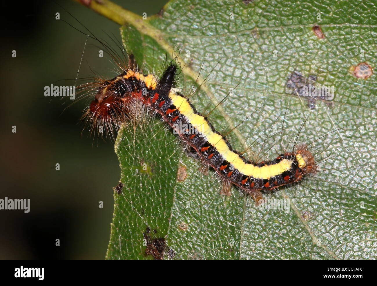 Caterpillar colorés de l'Gray Dagger moth (Acronicta psi) Banque D'Images