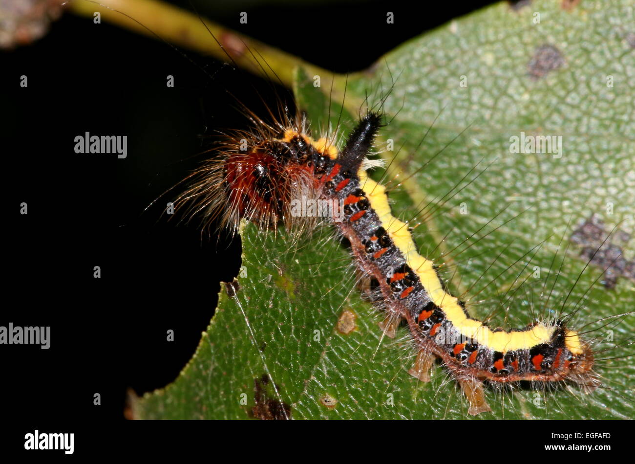 Caterpillar colorés de l'Gray Dagger moth (Acronicta psi) Banque D'Images