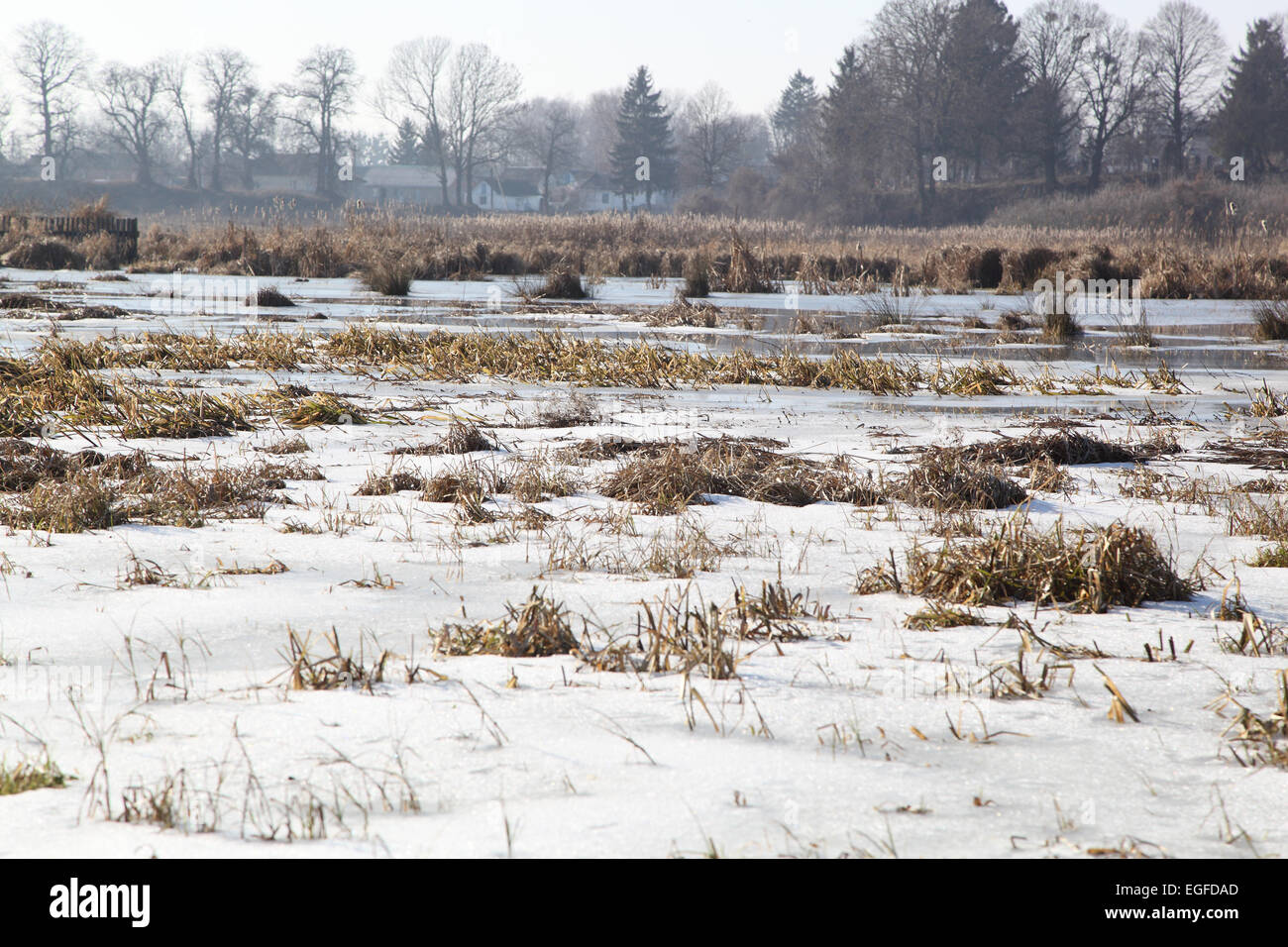 Paysage d'hiver. L'herbe sur la rivière Banque D'Images