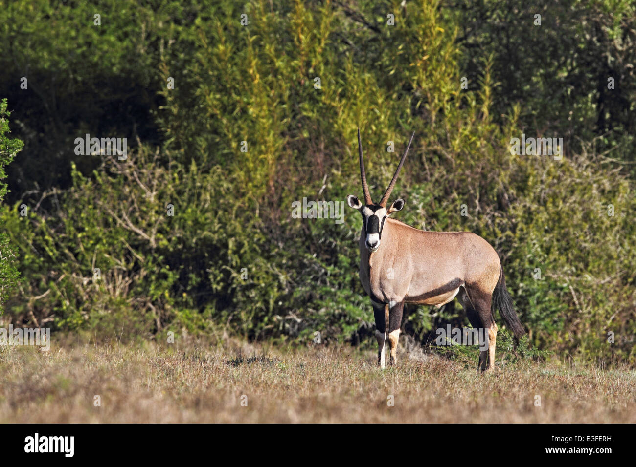 Gemsbok (Oryx gazella) dans l'Amakhala Game Reserve, Eastern Cape, Afrique du Sud. Banque D'Images