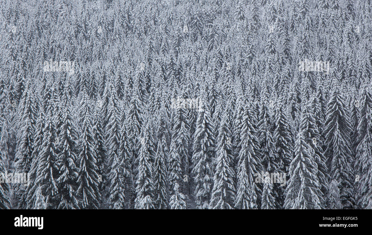 Forêt de pins couverts de neige dans une froide journée d'hiver. Banque D'Images