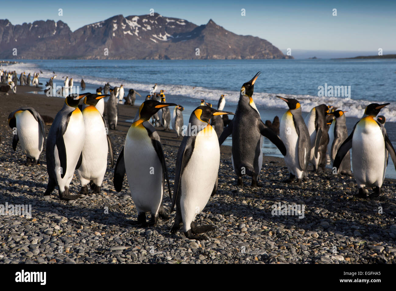 L'Atlantique Sud, la Géorgie du Sud, Bay of Isles, king penguins on beach Banque D'Images