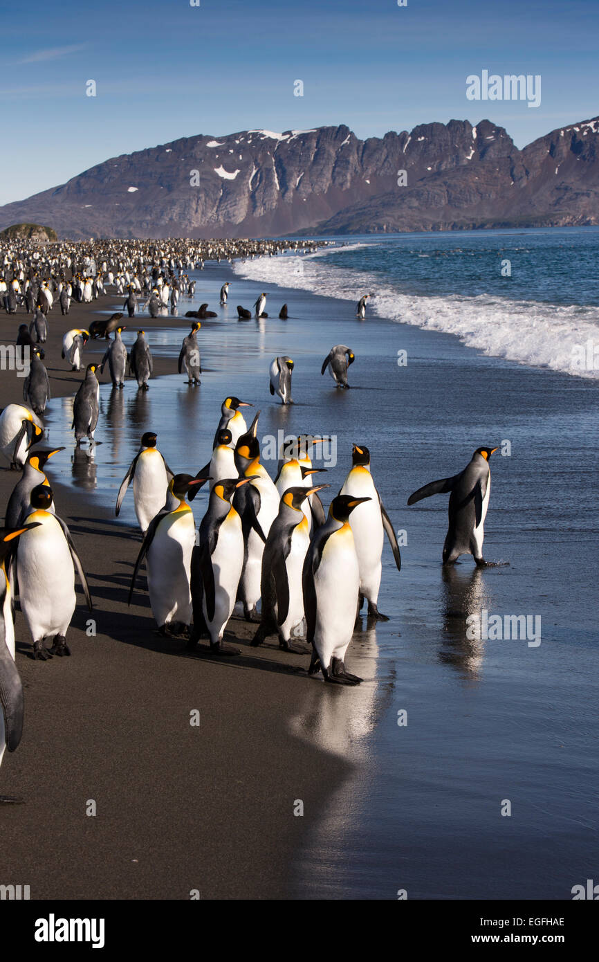 L'Atlantique Sud, la Géorgie du Sud, Bay of Isles, king penguins on beach Banque D'Images