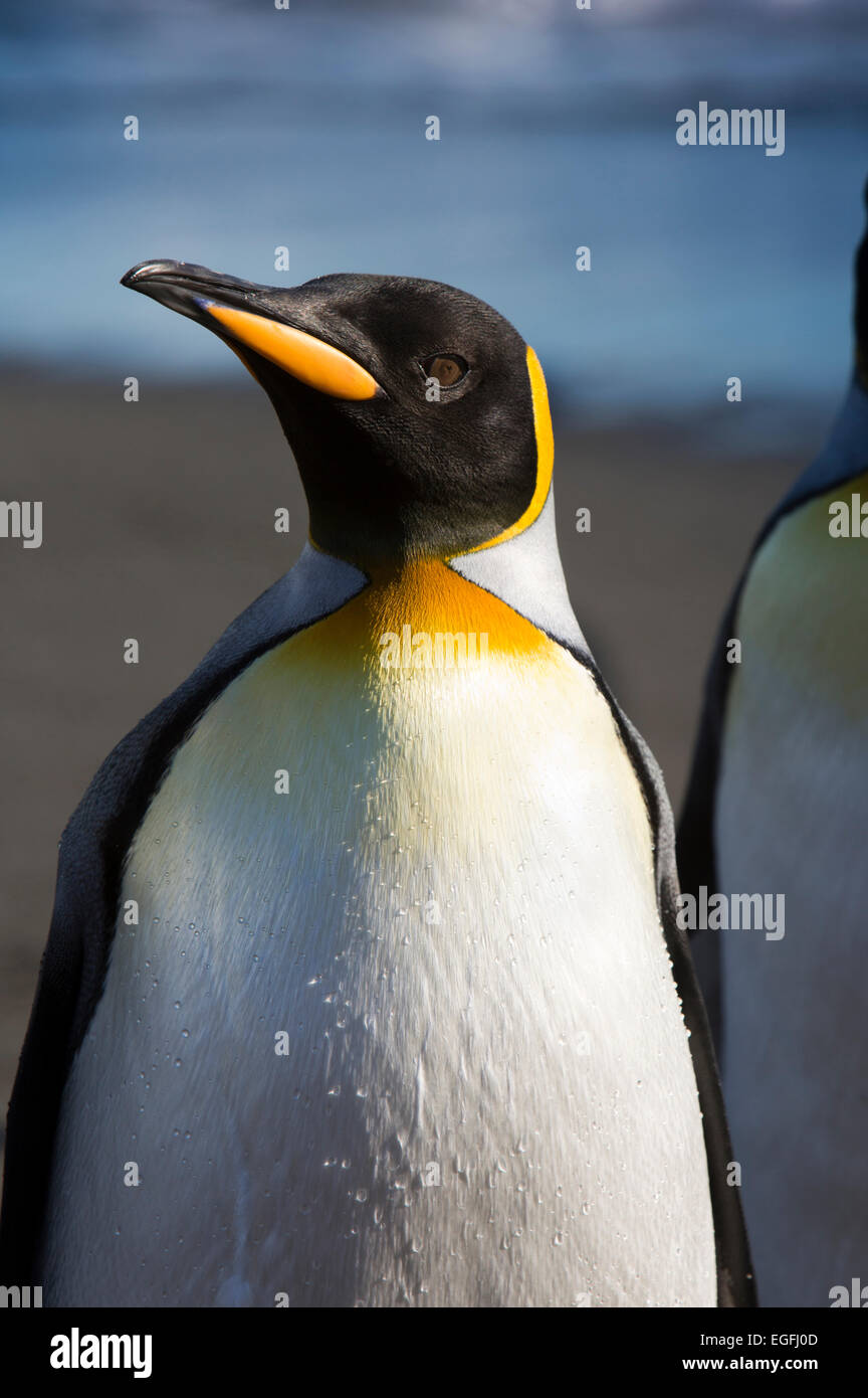 L'Atlantique Sud, la Géorgie du Sud, Bay of Isles, humide, Aptenodytes patagonica king penguin Banque D'Images