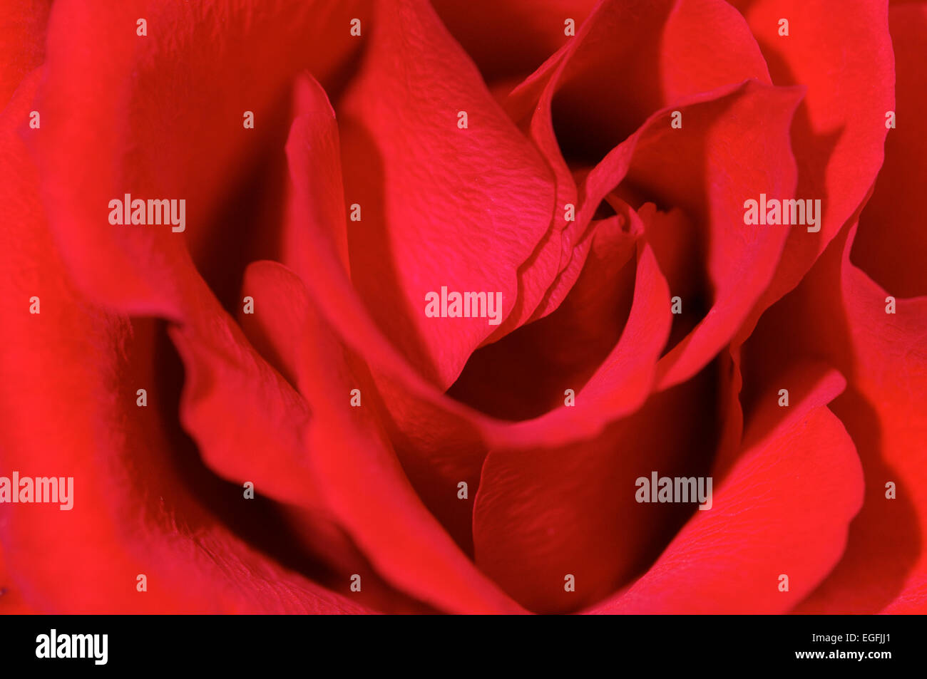 Gros plan d'une rose rouge Banque D'Images