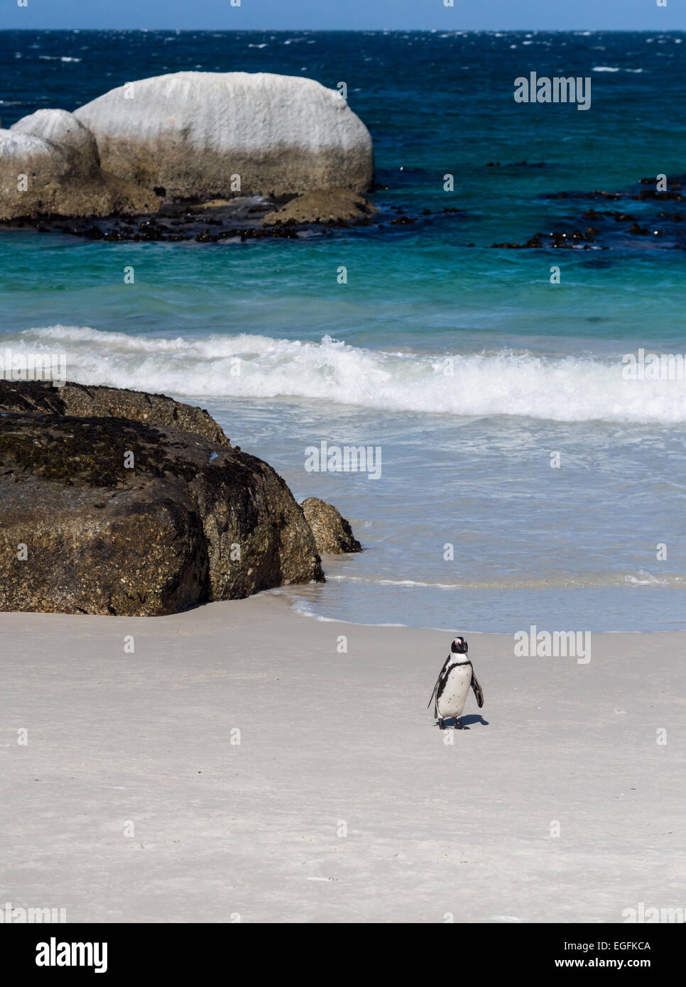 Manchot Spheniscus demersus, rochers, Plage, Simon's Town, Afrique du Sud Banque D'Images