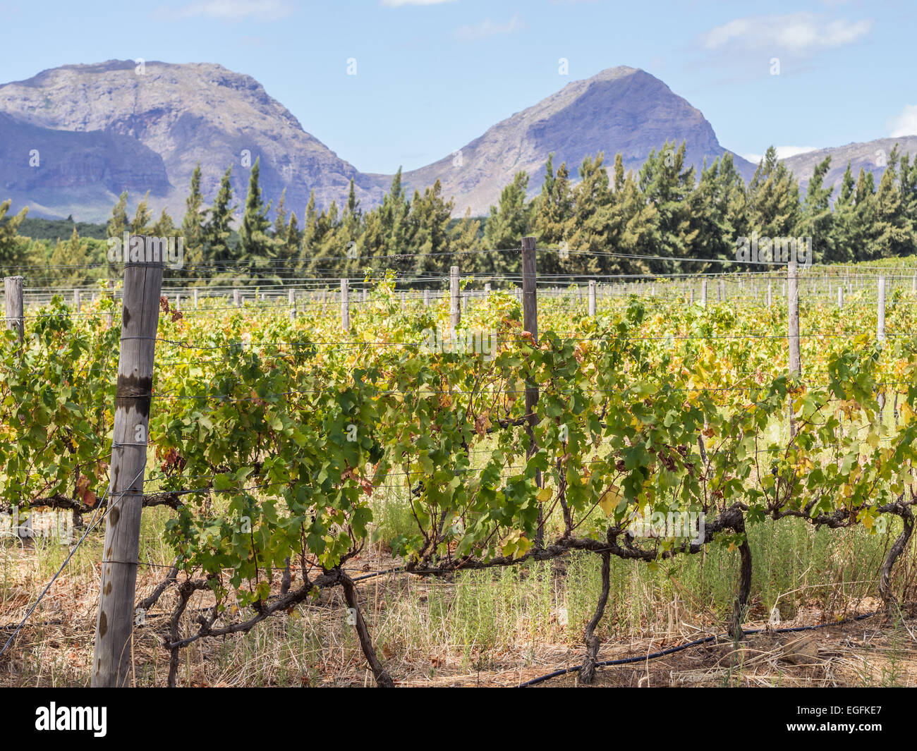 vignobles-de-la-r-gion-viticole-pr-s-de-cape-town-et-de-franschhoek