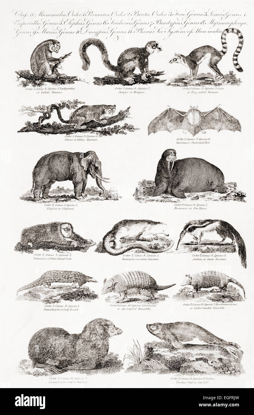 Différents types d'animaux. À partir d'un 18e siècle imprimer Banque D'Images Différents types d'animaux. À partir d'un 18e siècle imprimer Banque D'Images