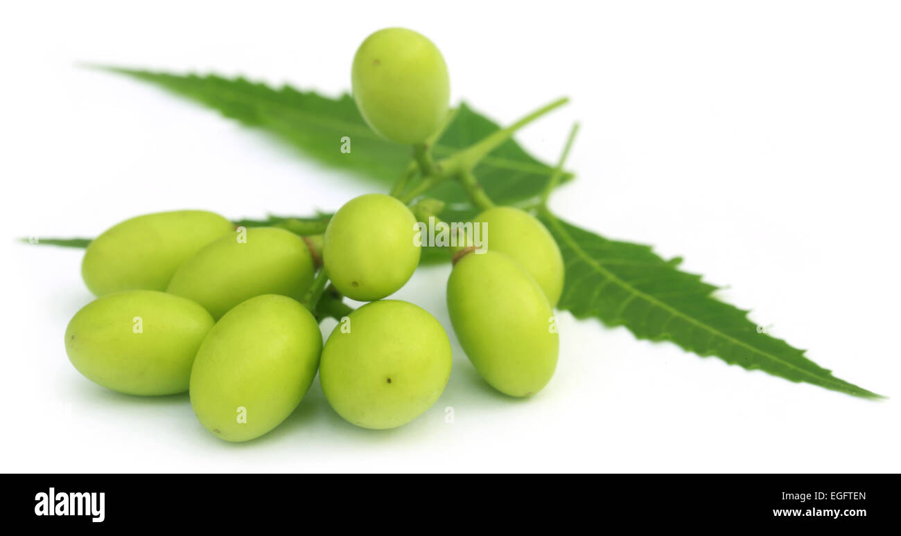 Neem médicinales fruits avec des brindilles sur fond blanc Banque D'Images