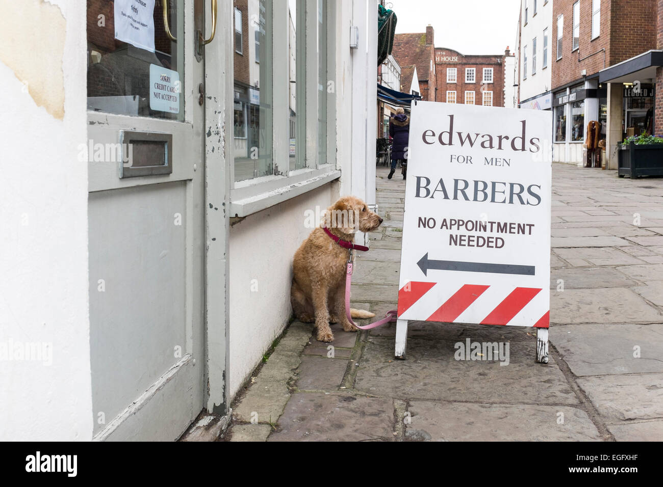 Chien assis à côté d'une boutique de barbier et le long de l'inscription 'publicité pas de nomination". Banque D'Images