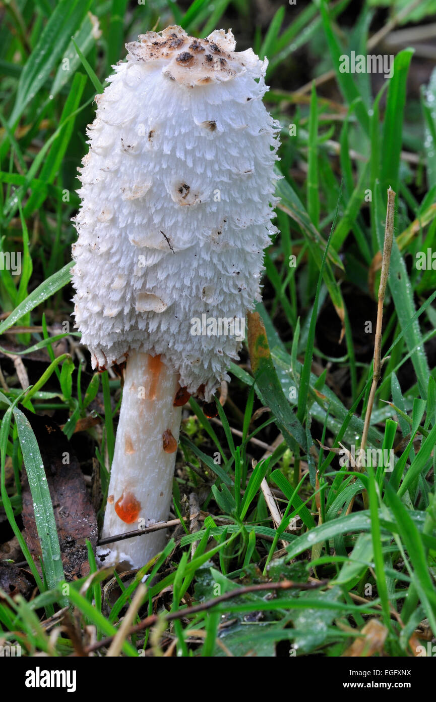 Shaggy Shaggy / Cap d'encre / inkcap la perruque de Avocat / shaggy mane (Coprinus comatus) montrant des gouttes de liquide avec des spores Banque D'Images